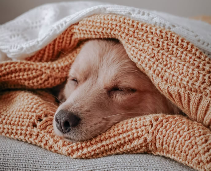 Keep your pet calm & safe during the holiday!