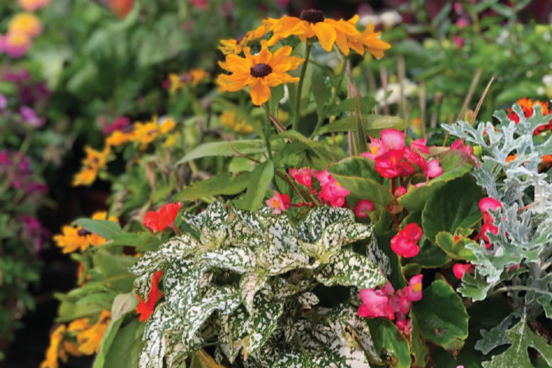 Keeping Your Annuals Looking Lush