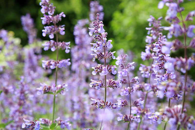 Summer Gardening