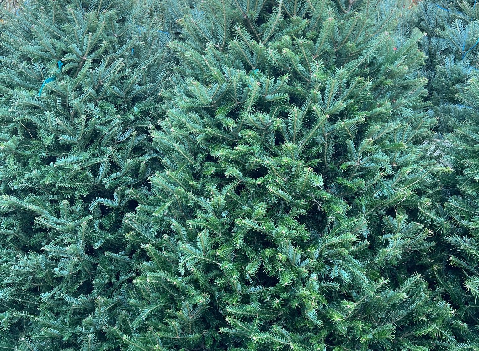 Christmas Trees at Agway