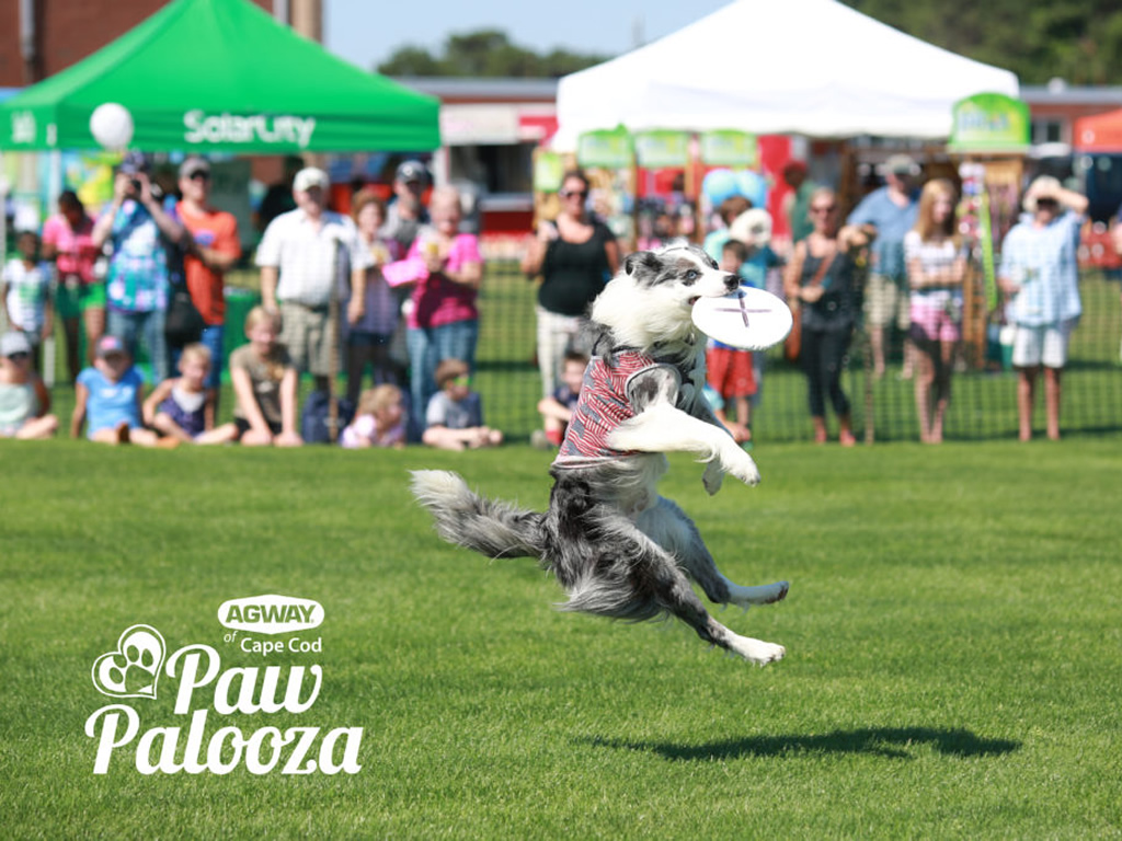 paw-palooza-2017