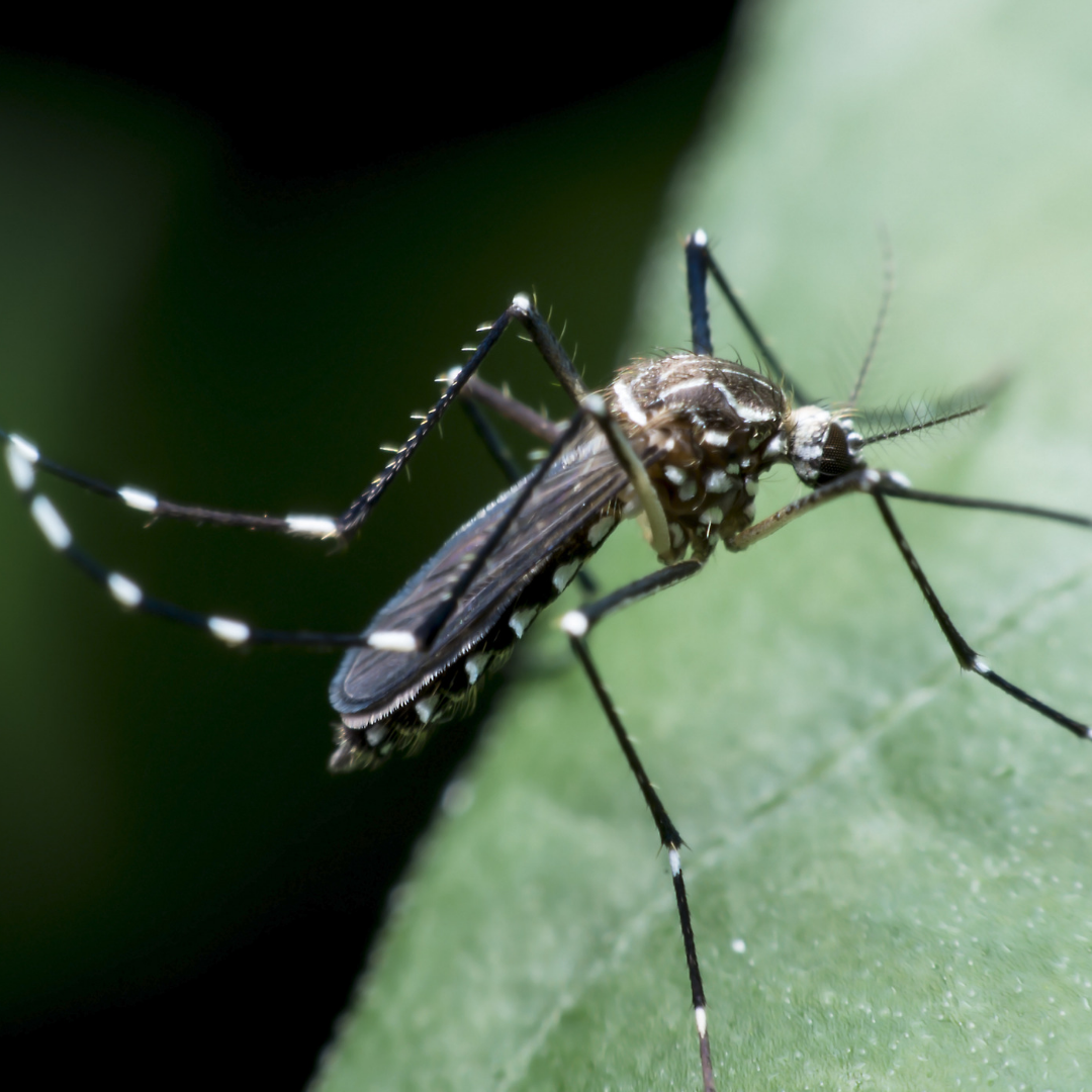 mosquito on leaf