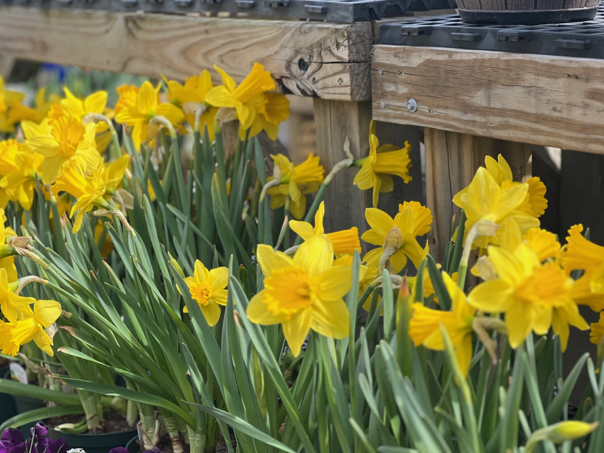 Cape Cod Gardening in April Agway of Cape Cod