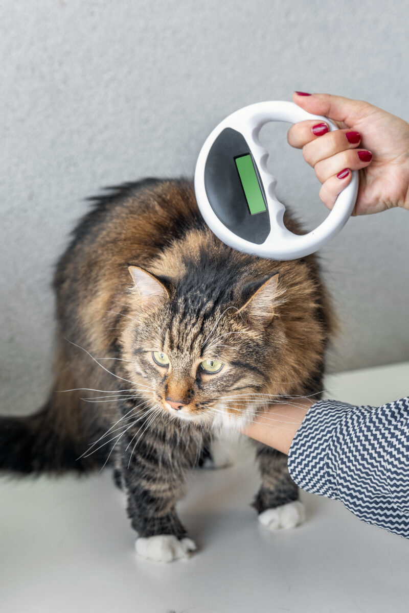 Cat Pet Microchip Vet Check