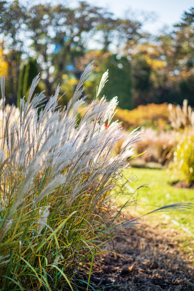 Ornamental Grasses in a Garden