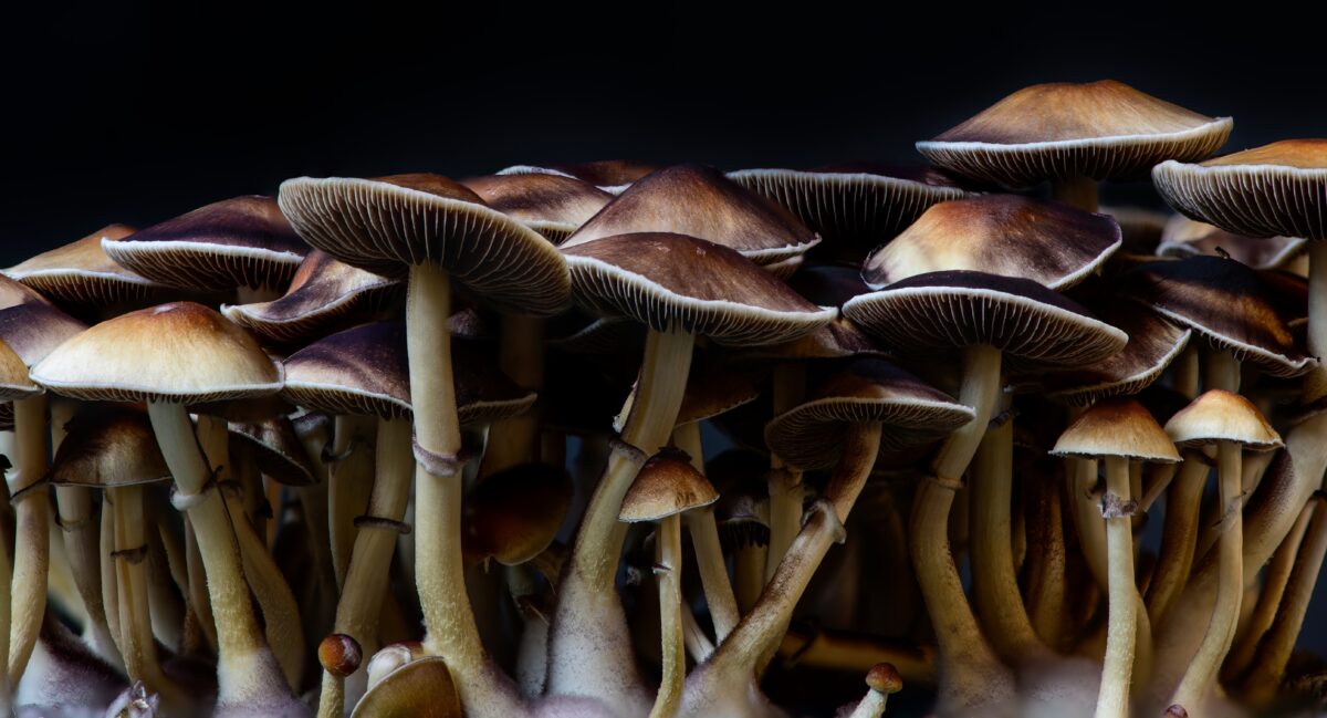 Mushrooms and fungi