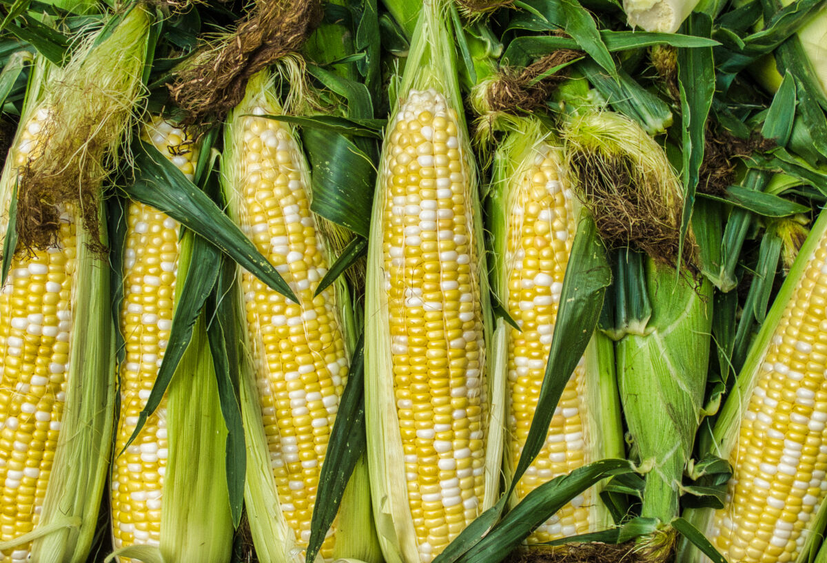 Corn - Agway