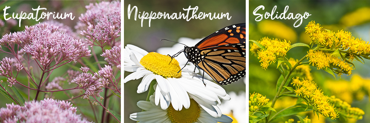 August Flowers Cape Cod 