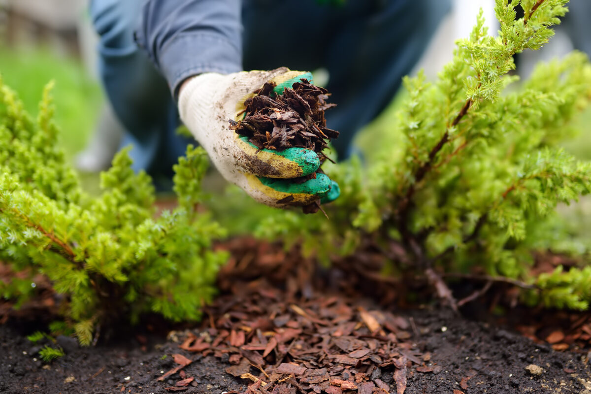 mulching a garden in preparation for winter