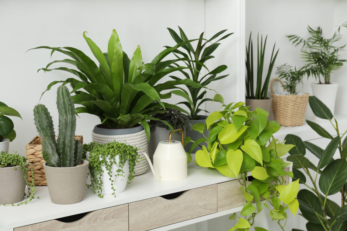 14 Fragrant Indoor Plants That'll Make Your Home Smell Amazing - Bob Vila, image size:1200x800