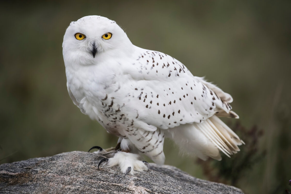 Snowy Owl Bird Watching