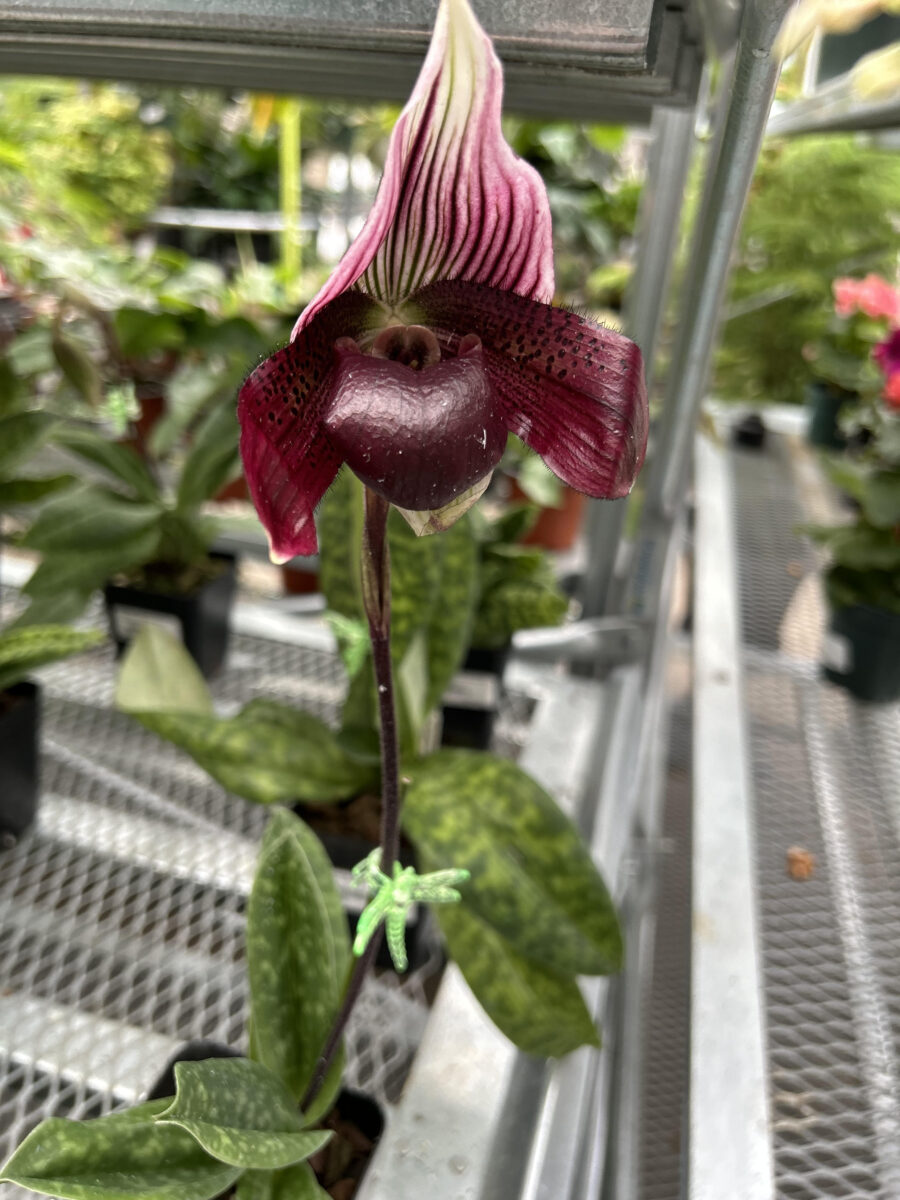 Agway Orchids 2