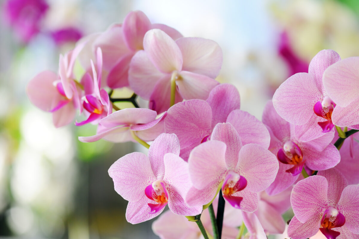 Orchids