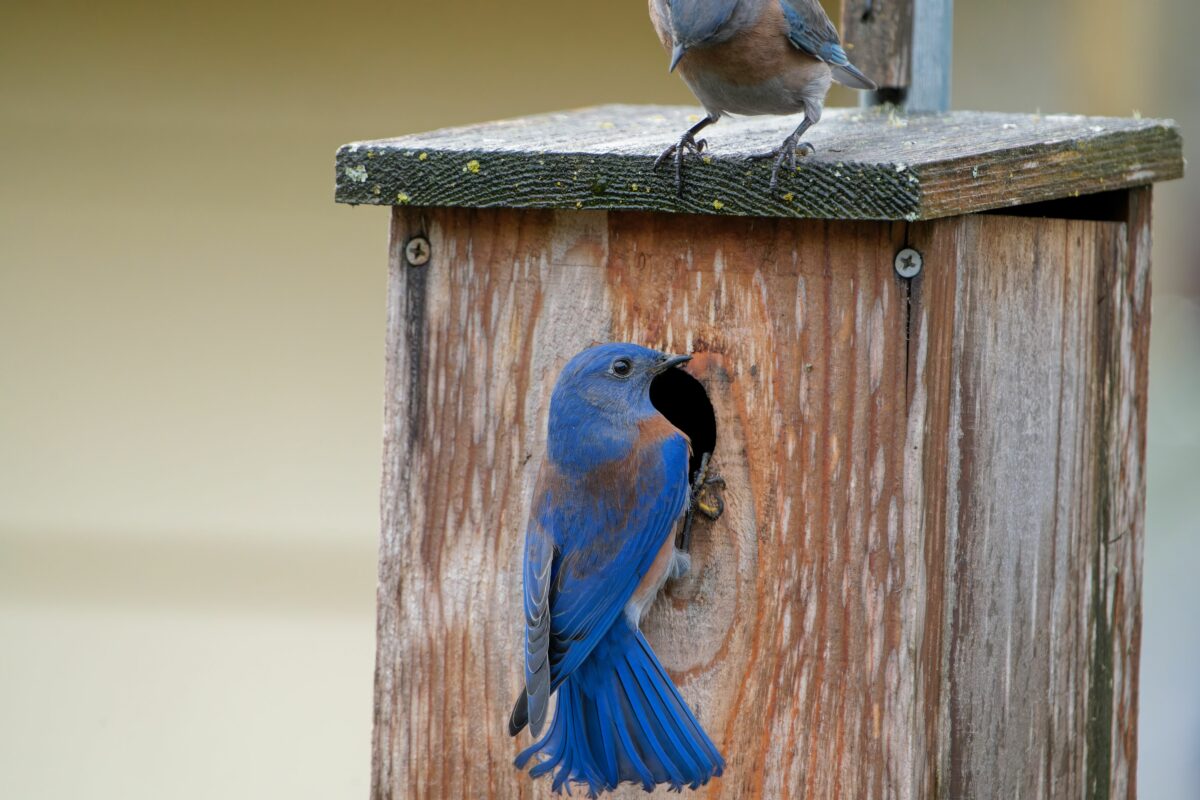 Bluebird on a Birdhouse