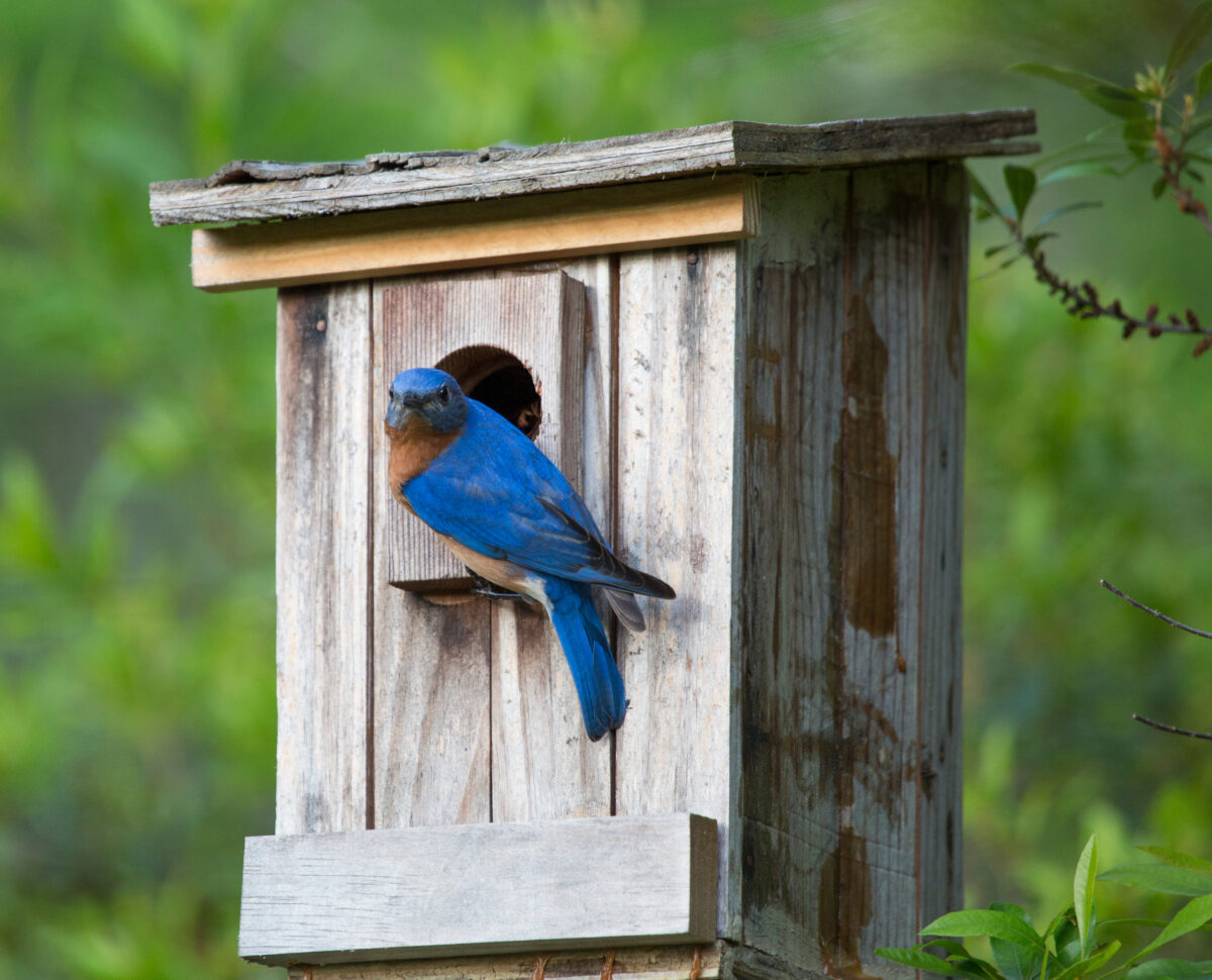 Eastern Bluebird on birdhouse