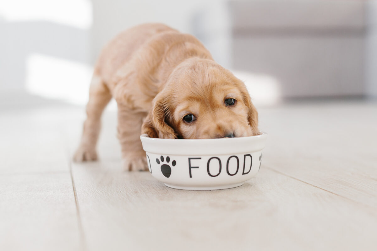 Feeding Raw for Pets