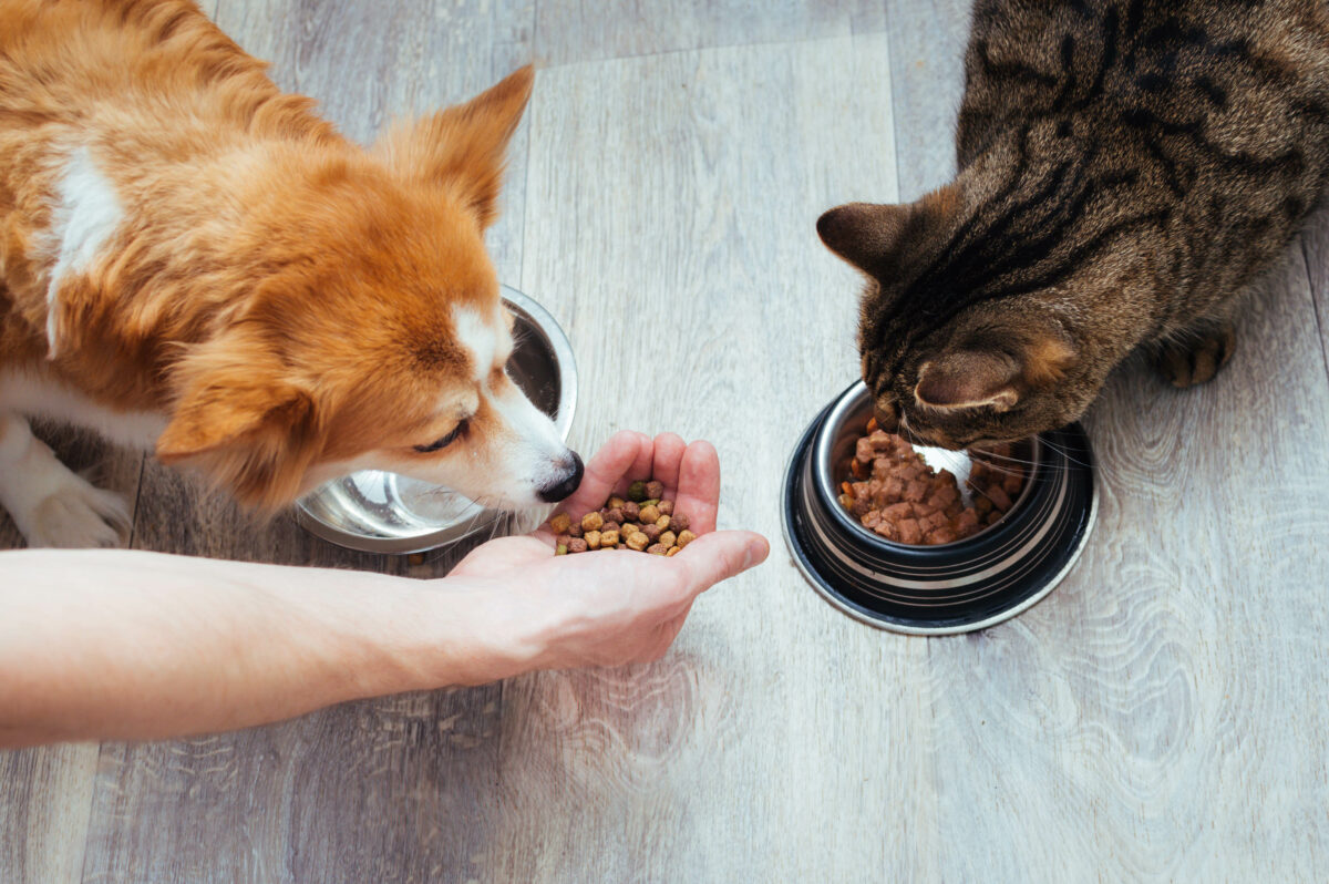 Feeding Raw Nutritional Benefits