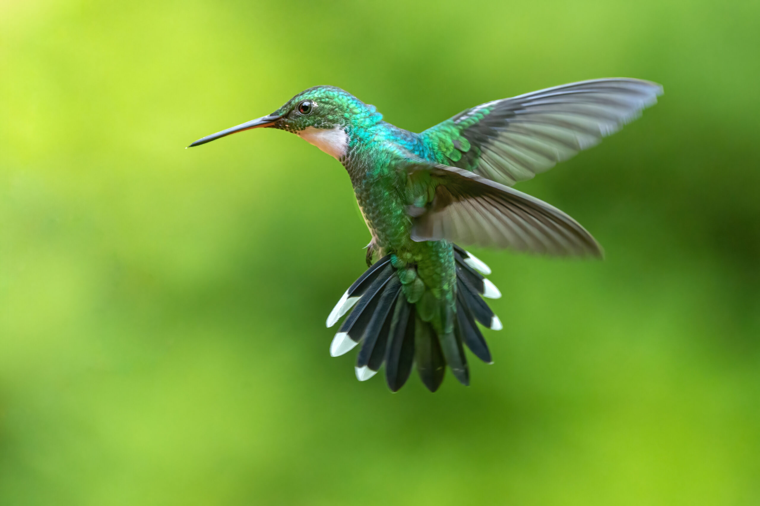 Hummingbirds Are Back in Cape Cod - Agway of Cape Cod