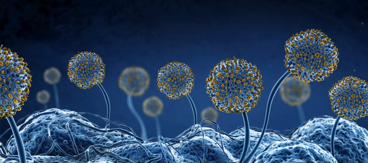 Microscopic image of growing molds or mold fungus and spores - 