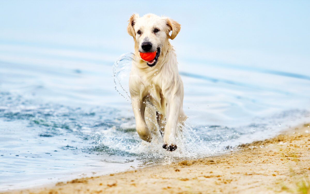 dog runs along the beach in a spray of water