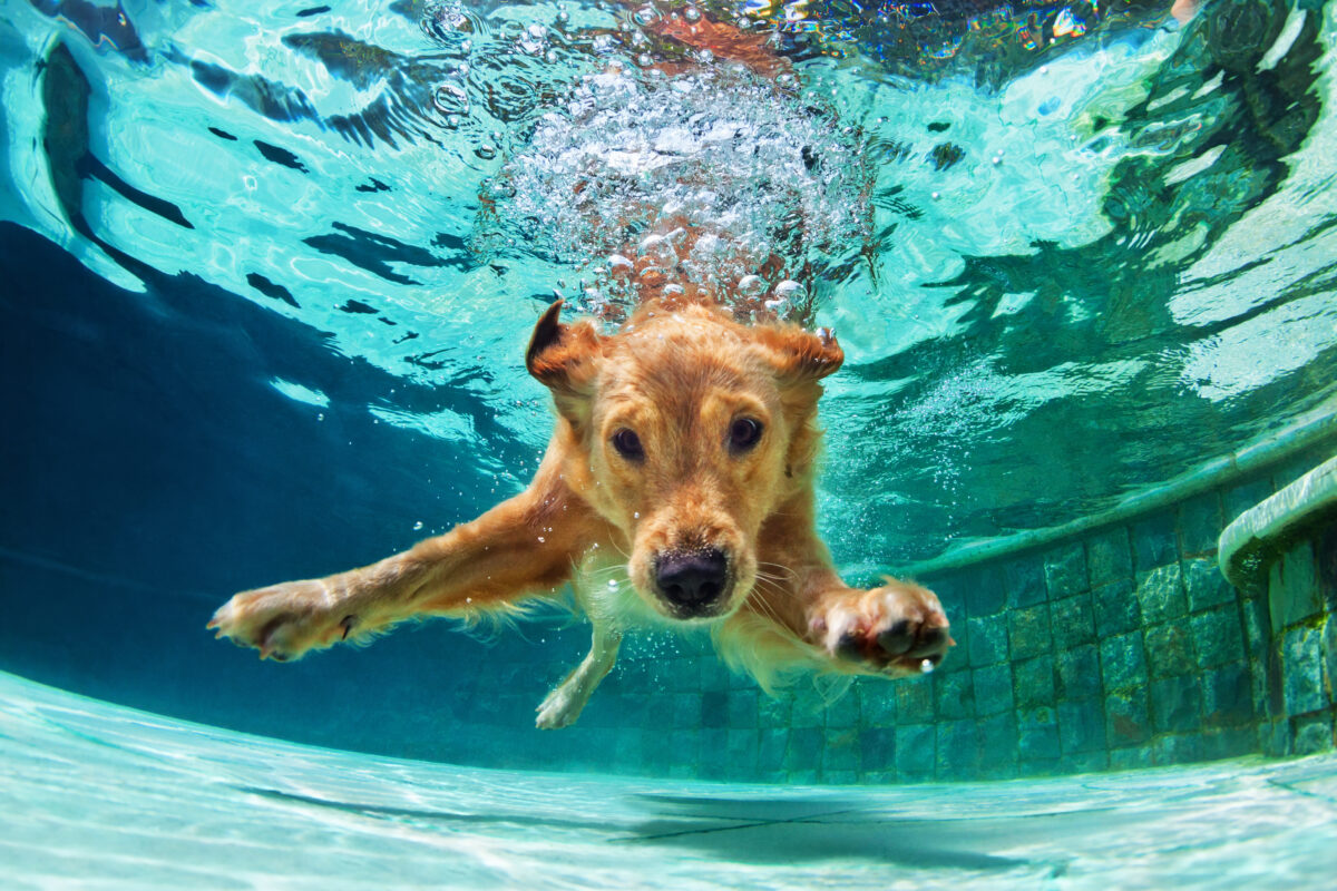 Dog in Pool - Summer Fun in Cape Cod