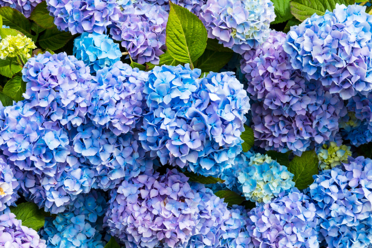 Closeup of blue hydrangea (Hydrangea macrophylla) in a garden.