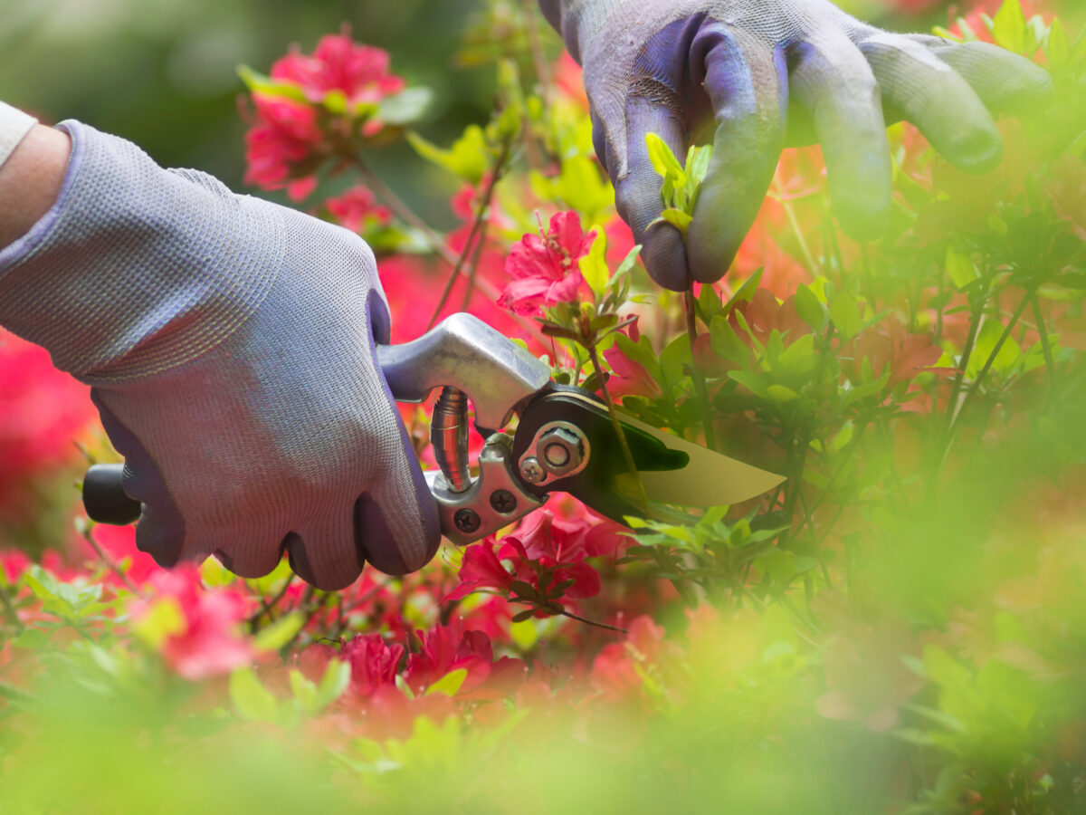 Hand with pruning shears on an azalia background