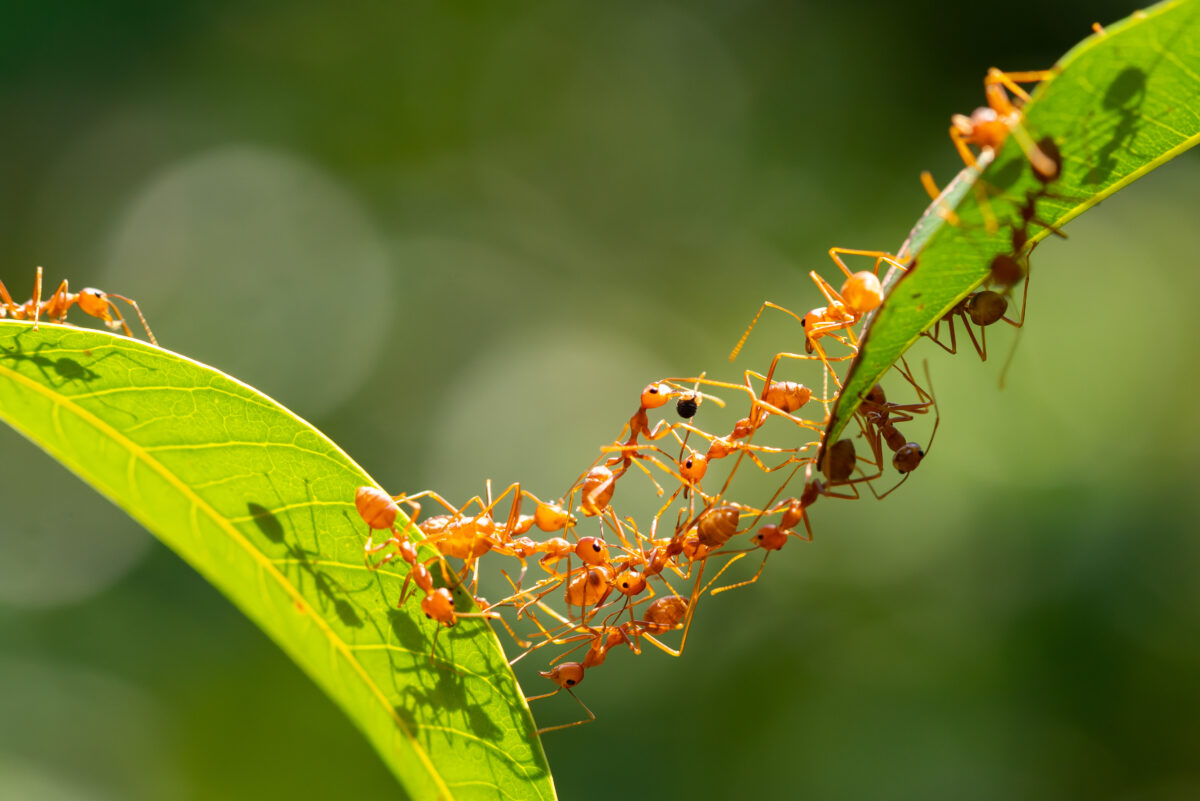 Ant Diversity - Agway Cape Cod