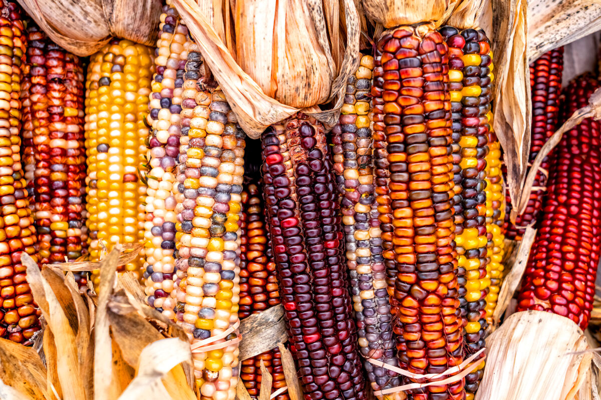 corn on the cob fall produce