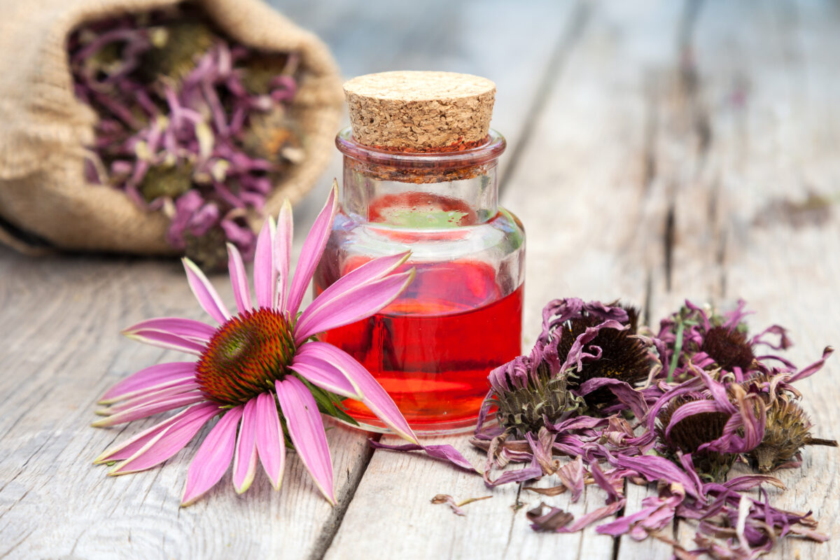 Echinacea wellness and medicine value