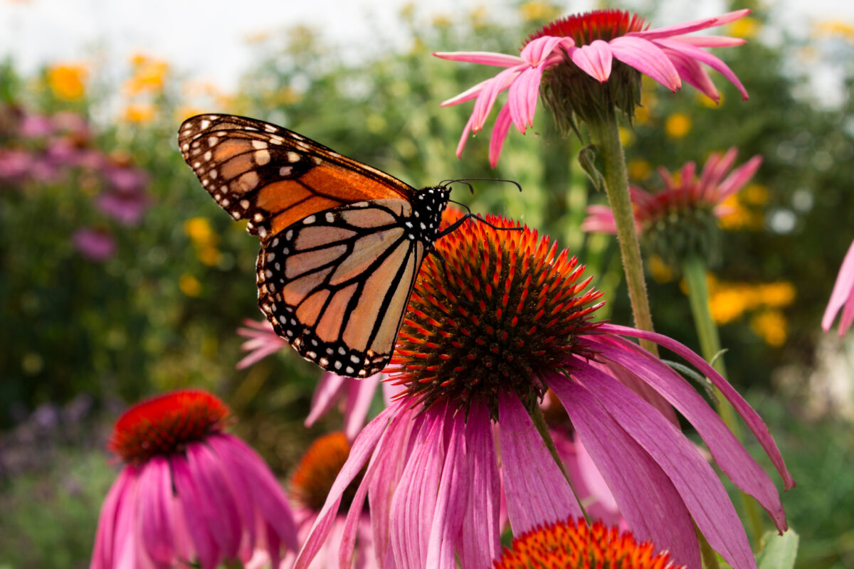 Monarch Butterfly sips nectar from daisy flowers in a beautiful prairie garden in Summer