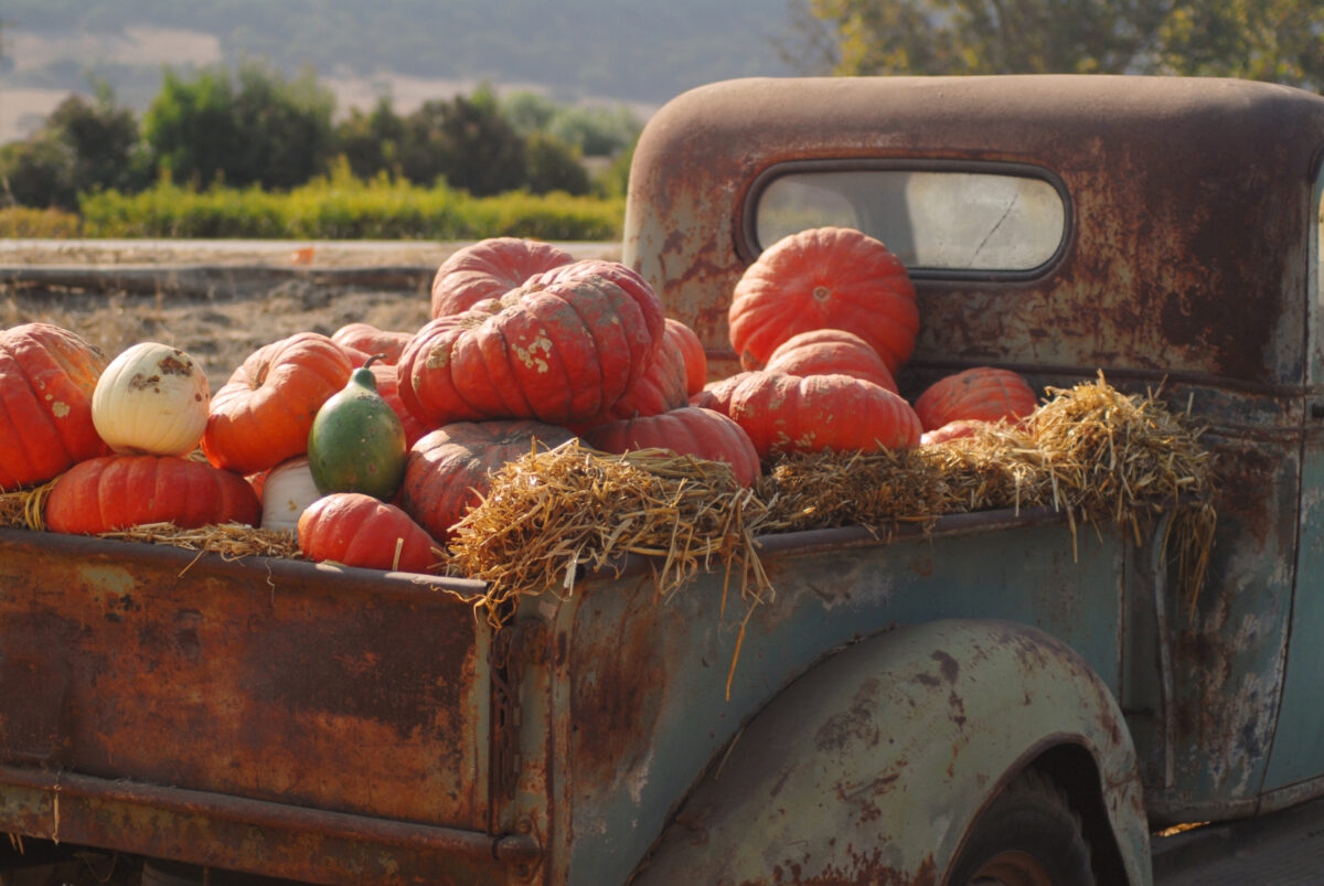fall pumpkins and squash cape cod
