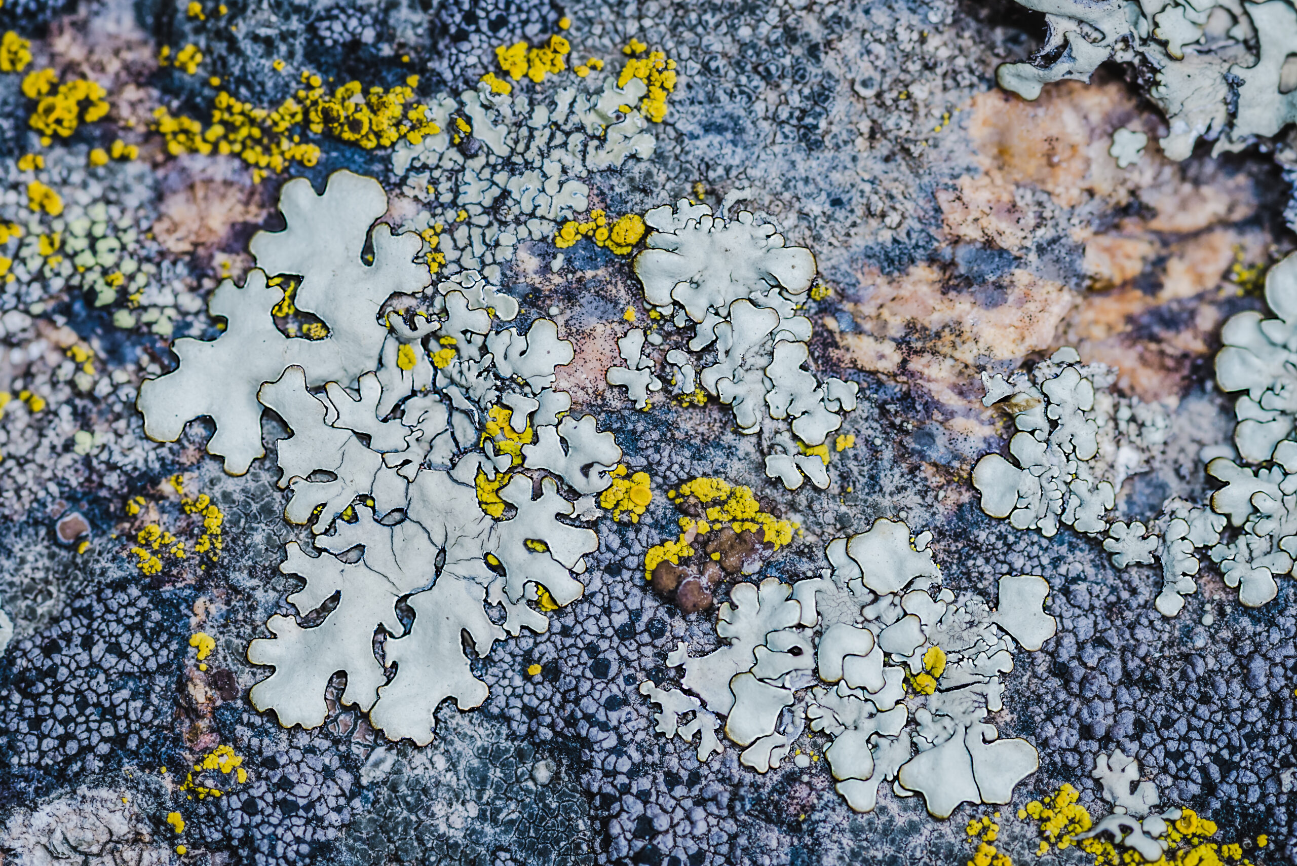 Lichen – Nature’s Miracle Organism
