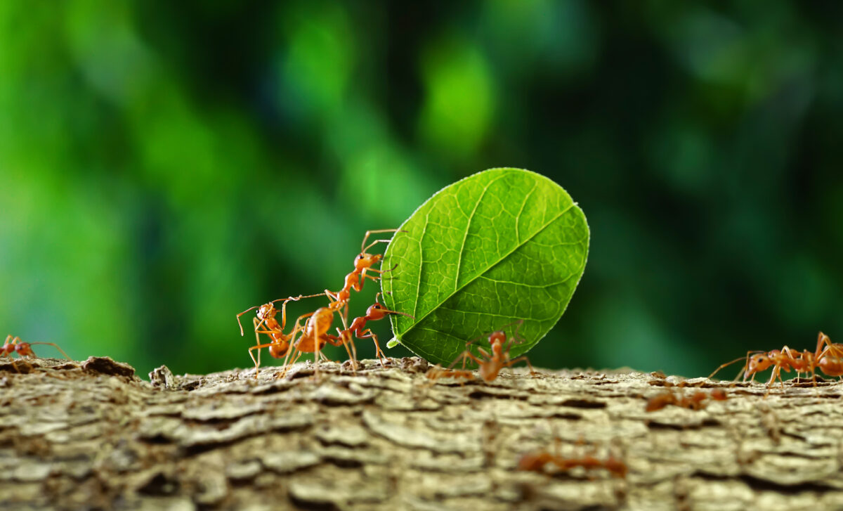 Flowering Plants & Ants