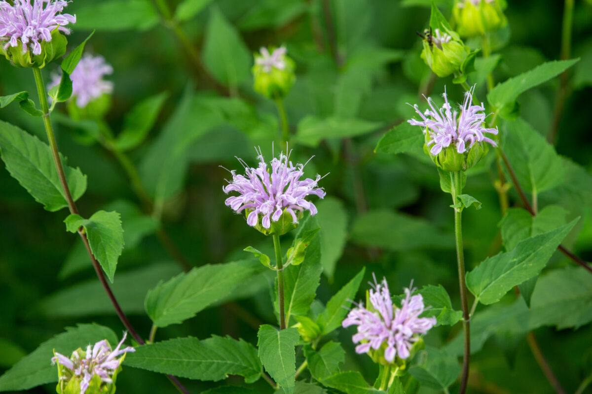 Hummingbird Pollinator Flowers