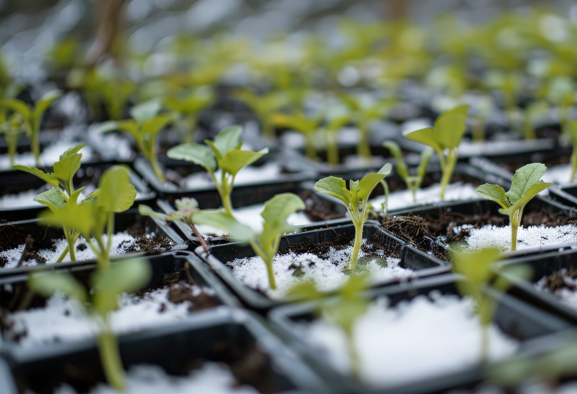 plant dormancy plant dormancy