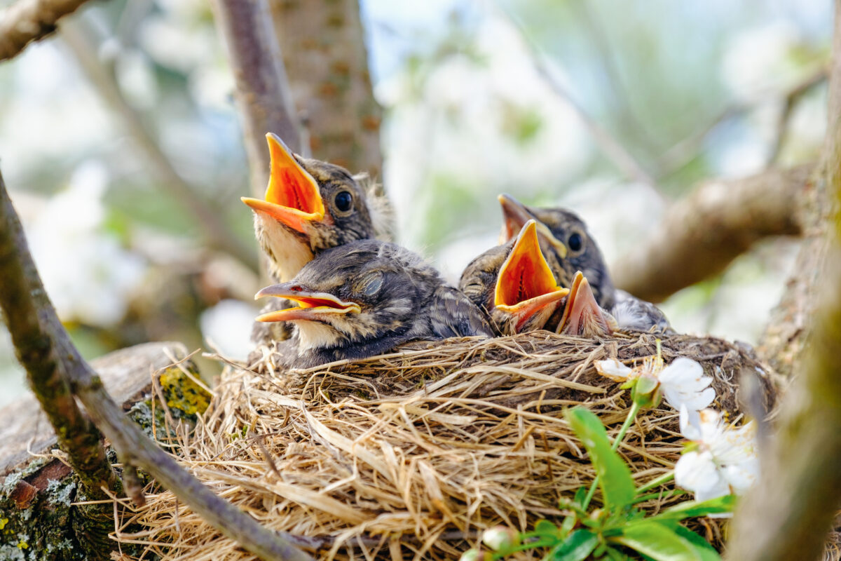 protecting birds in cape cod