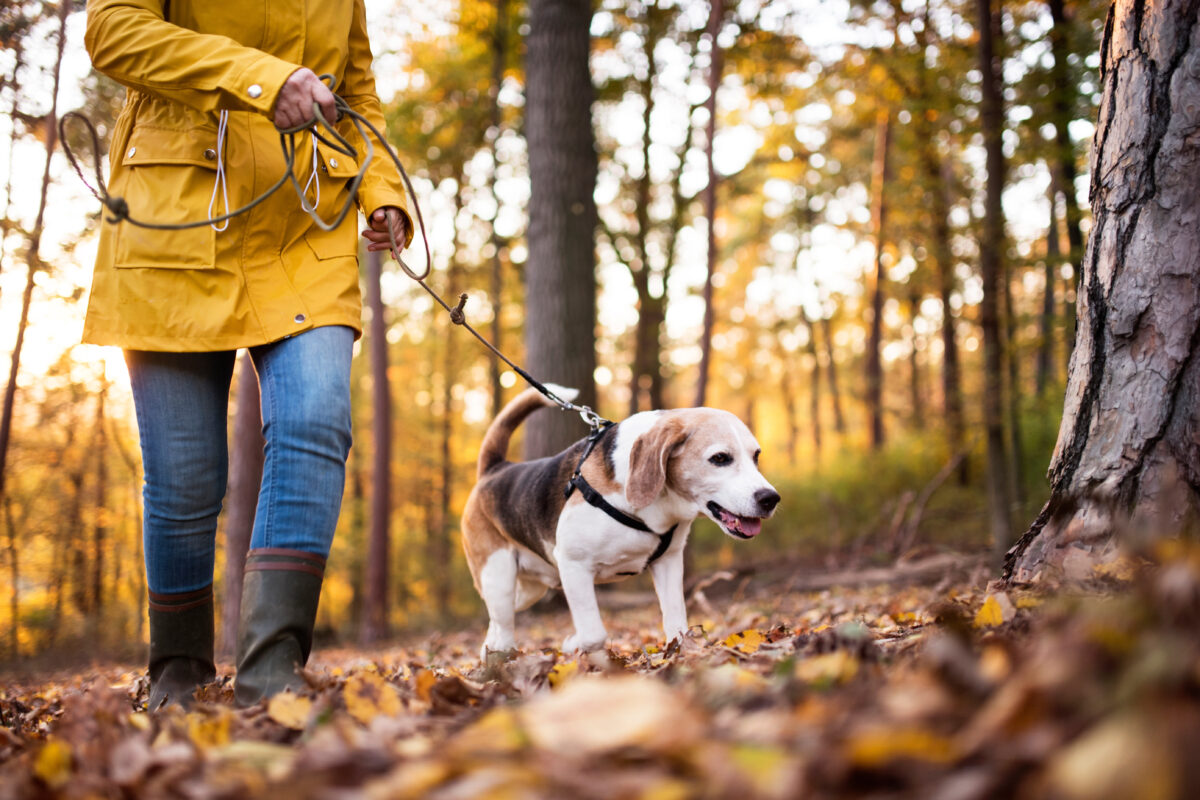 pets on cape cod during fall