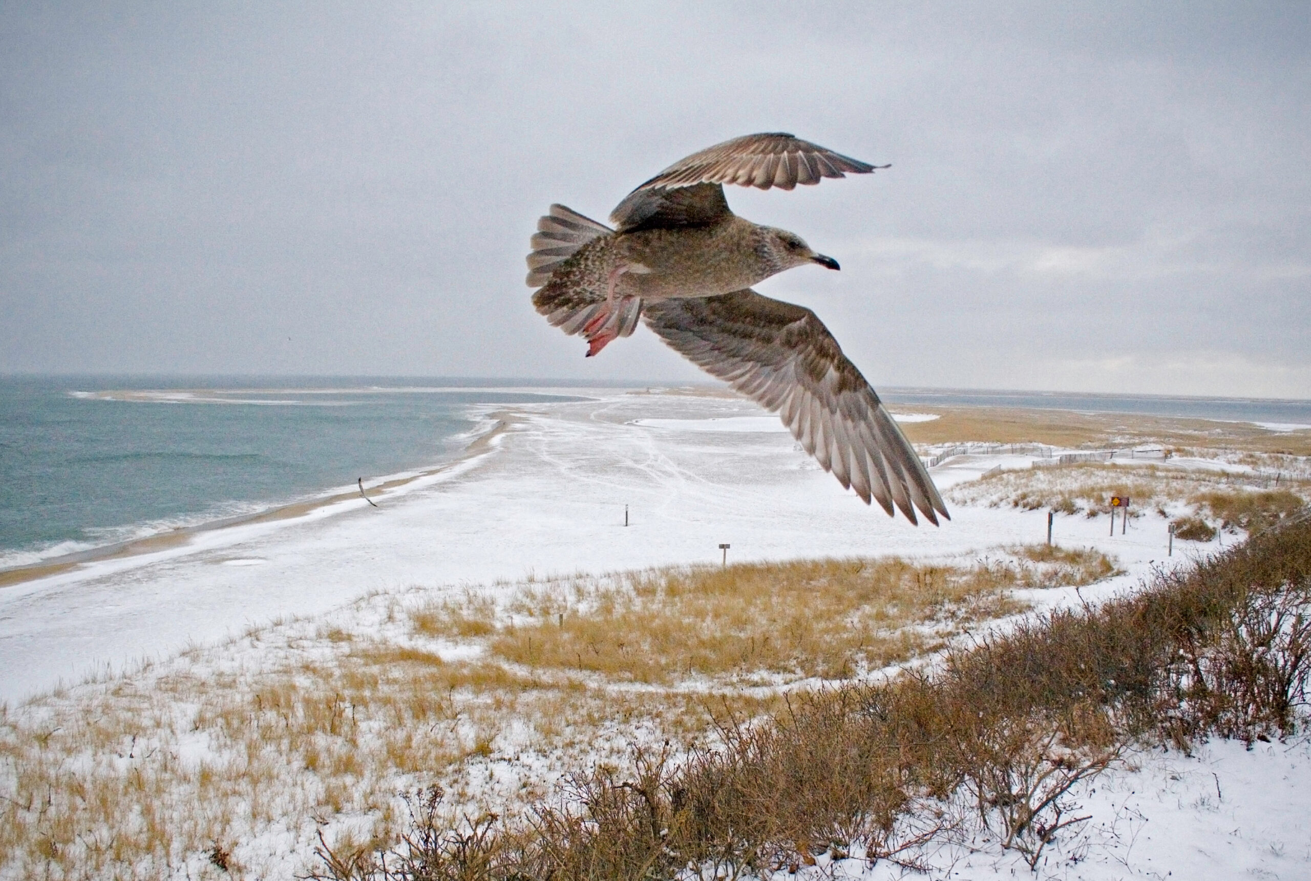 Protecting Birds in Cape Cod: Five Essential Tips for a Bird-Friendly Yard