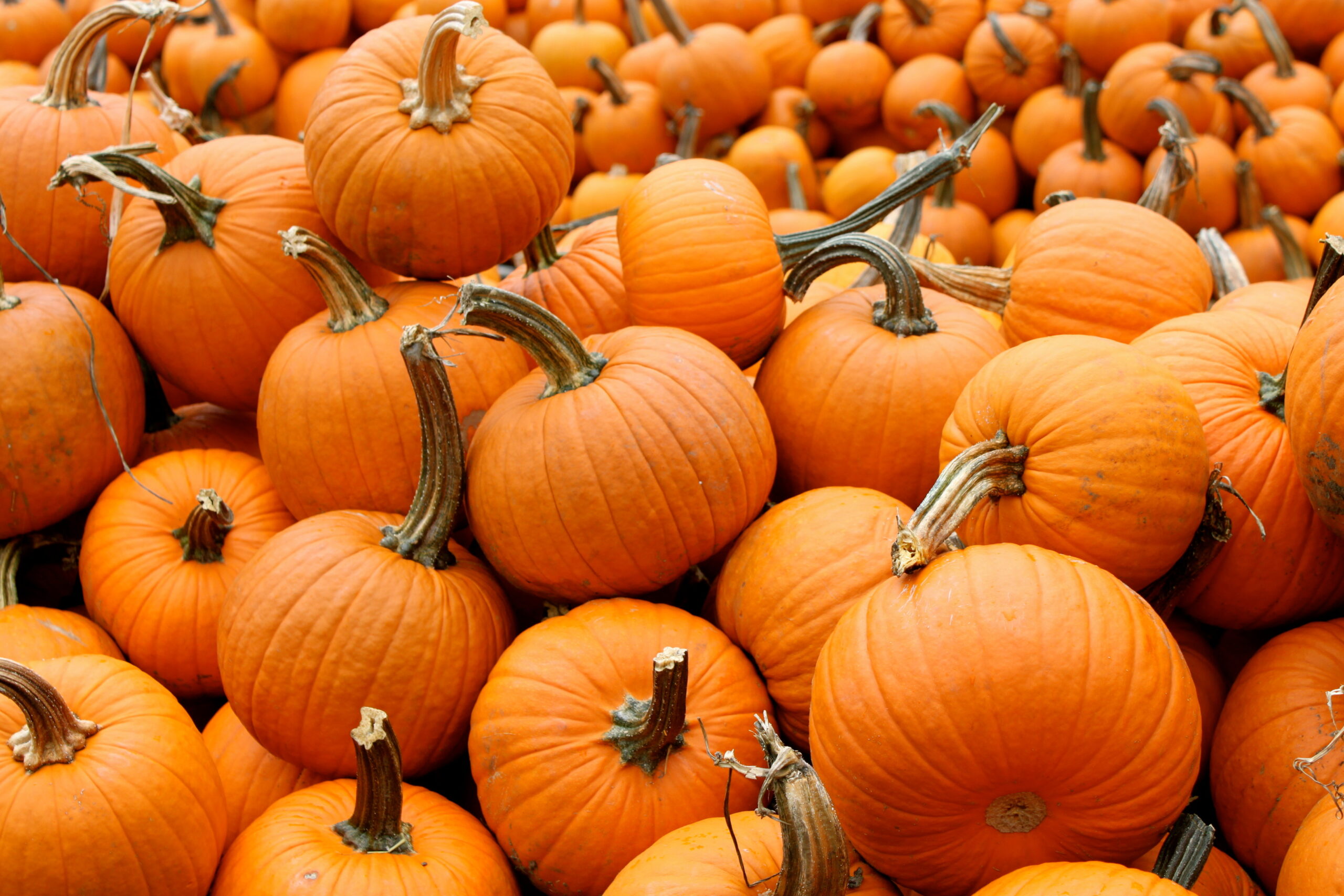 The Pumpkin Harvest: A Seasonal Favorite