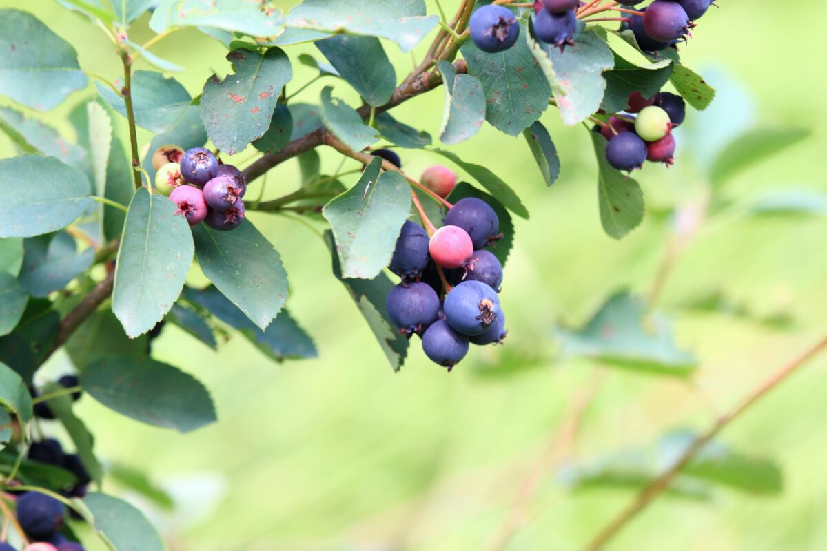 Serviceberry