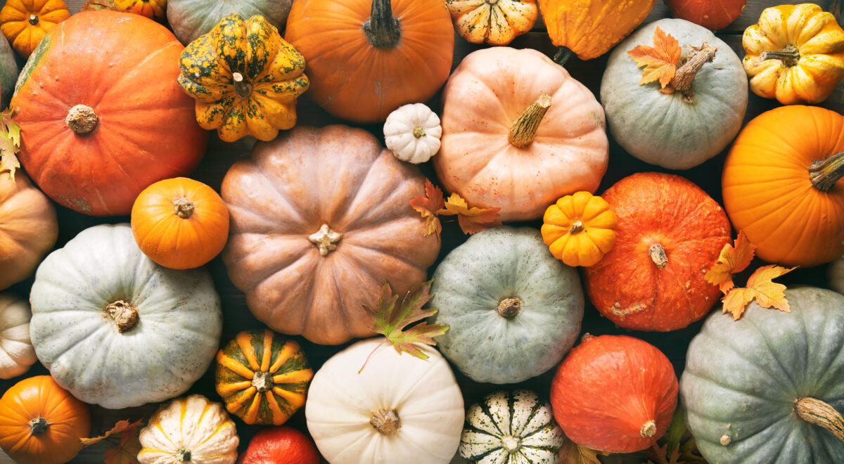 The Pumpkin Harvest: A Seasonal Favorite - Agway of Cape Cod