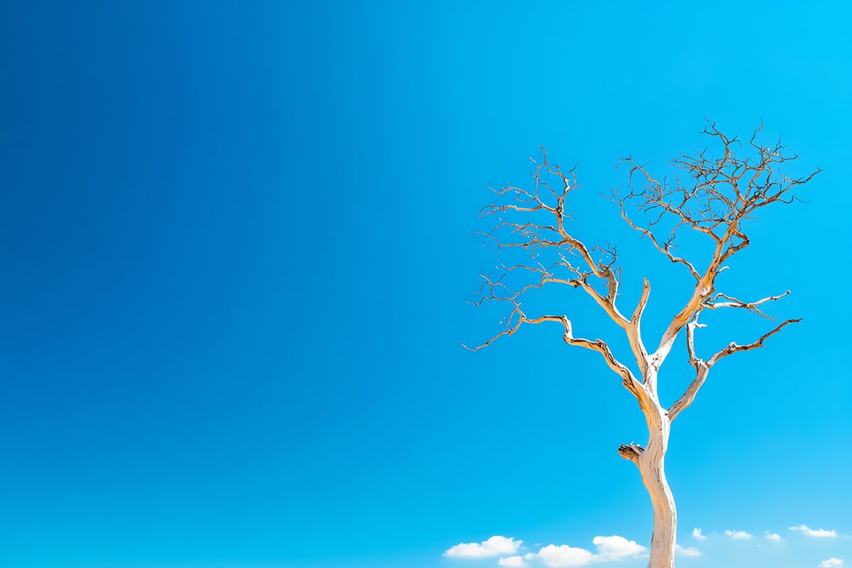 Standing Dead Tree
