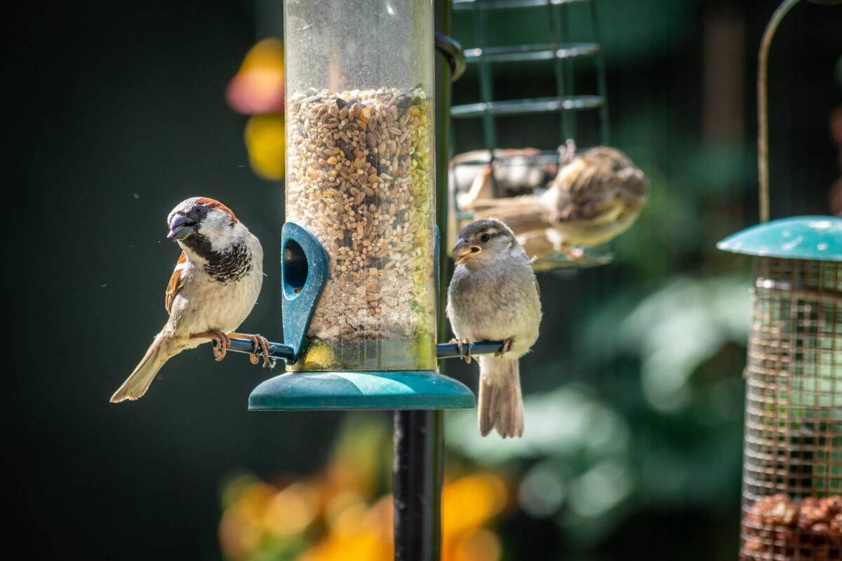 Make Your Garden A Sanctuary for birds