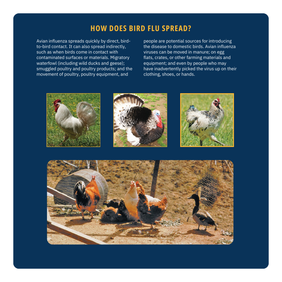 Keep Your Birds & Chickens Safe From The Avian Influenza - Agway of ...