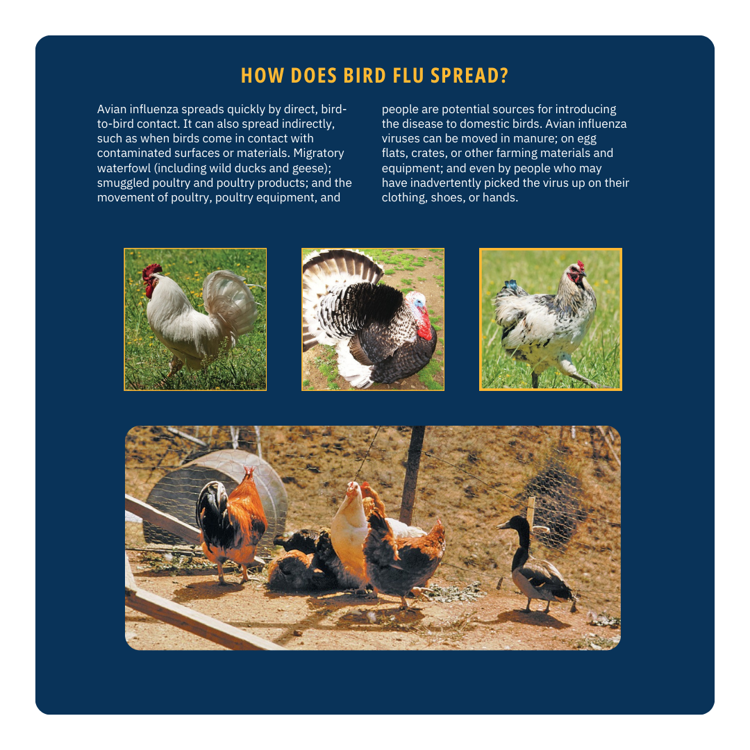 Avian Influenza4