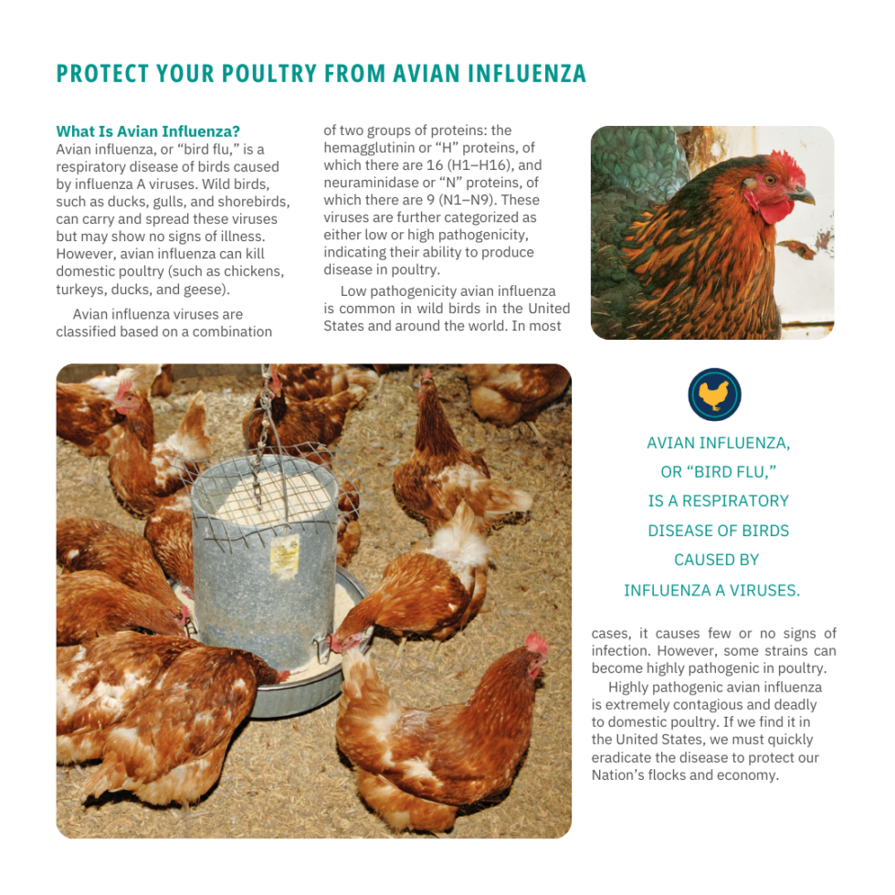 Keep Your Birds & Chickens Safe From The Avian Influenza - Agway of ...