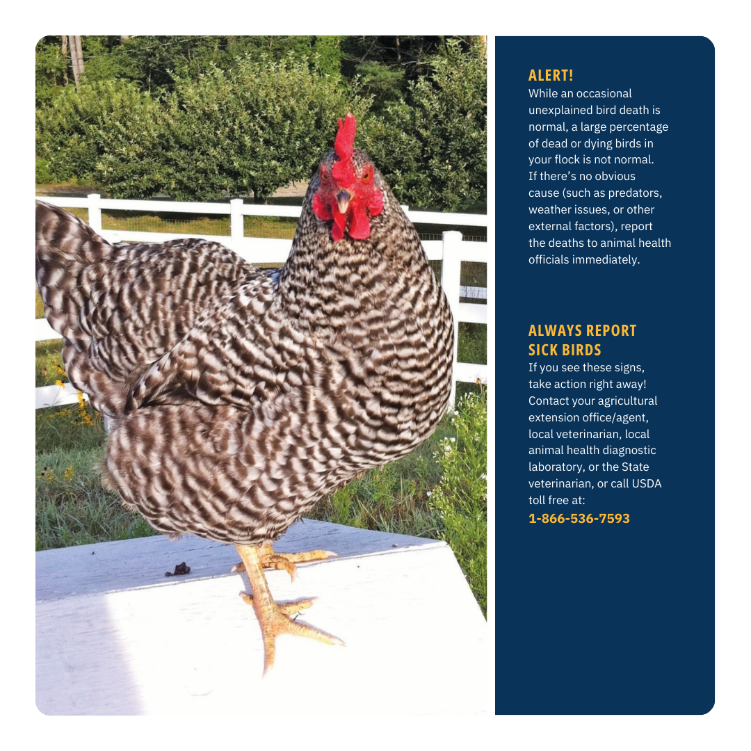 Avian Influenza