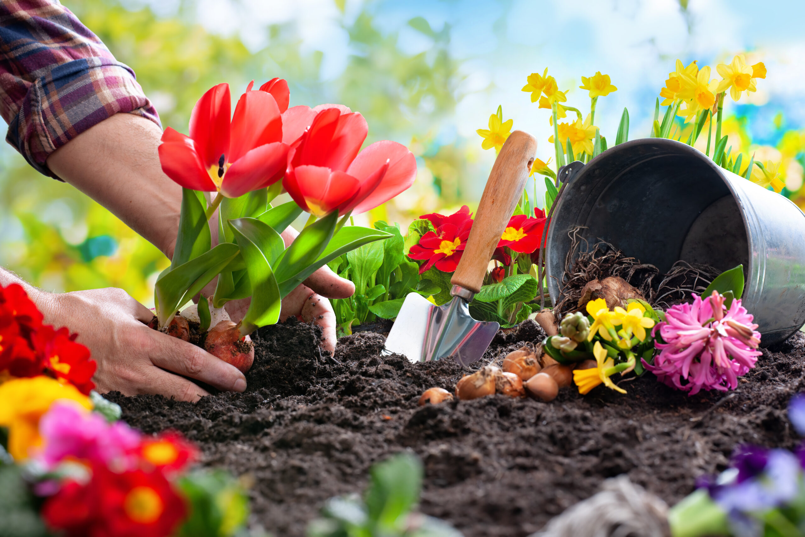 Wake Up Your Garden: What to Do Now for a Thriving Spring & Summer