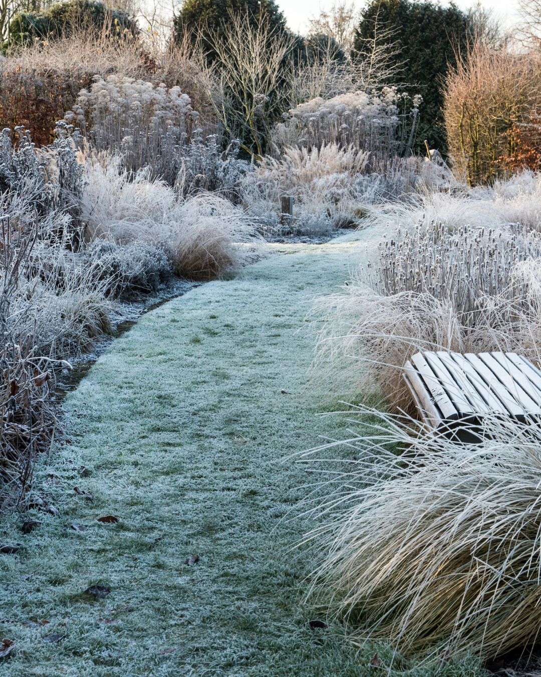Cold Weather Lawn Care: Keeping Your Cape Cod Lawn Healthy Through Winter